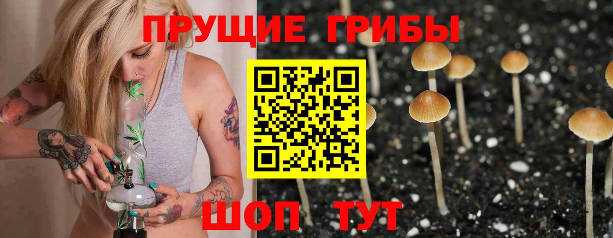 Галлюциногенные грибы Psilocybine cubensis  Вход с VPN  Котовск 
